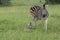 African Wildlife - Zebra - The Kruger National Park