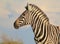 African Wildlife - Zebra, Mare looking into future