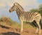 African Wildlife - Zebra, Mare looking into tomorrow