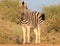 African Wildlife - Zebra, Stallion Pride 2