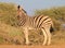 African Wildlife - Zebra, Stallion Pride