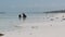 African Woman Collects Seafood into Bucket Sitting in Water at Ocean. Zanzibar