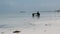 African Woman Collects Seafood into Bucket Sitting in Water at Ocean. Zanzibar