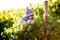 An African woman farmworker harvesting grapes