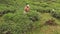 African woman gathering tea leaves on the tea factory, Sans Souci, Seychelles