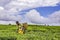 African woman harvesting high quality tender tea leaves & flushes by hand.