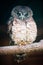 African Wood Owl (lat. Strix woodfordii)