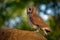 African Wood-Owl - Strix woodfordii typical brown owl from the genus Strix in the family Strigidae which is widespread in sub-