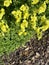 African wood-sorrel, Bermuda buttercup, Oxalis pes-caprae, yellow flowering herb.