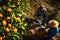 African workers or migrant workers, unrecognizable, harvest oranges in a plantation