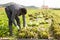 African workman cutting lettuce on farm field