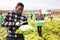 African workman harvesting green lettuce