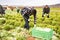 African workman harvesting green lettuce