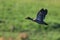 African Yellow Billed Duck in flight over green wetland to find a new pond