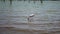 African yellow billed stork looking for with his beak in the water the fish