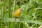 African Yellow Weaver