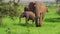 African young elephant calf