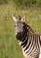 African Zebra