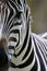 African Zebra