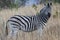 African zebra