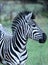 African zebra