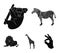 African zebra, animal koala, giraffe, wild predator, lion. Wild animals set collection icons in black style vector