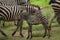 African Zebra Baby and Mother