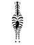 African zebra back view outline striped silhouette animal design flat vector illustration isolated on white background