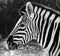 African Zebra in black and white