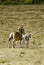 African zebra and calf