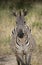 African zebra closeup portrait in Serengeti grasslands during great migration, Tanzania, Africa