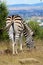 African Zebra enjoying grass at Naval Hill.