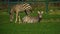 African Zebra foals playing in the field.