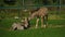 African Zebra foals playing in the field.