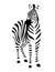 African zebra front view outline striped silhouette animal design flat vector illustration isolated on white background