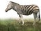 African zebra on green grass isolated