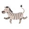 African zebra jumping and smiling, cute safari animal, cartoon character, isolated vector illustration
