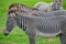 African Zebra in the `Parque de Legendes` zoological park, Lima, Peru