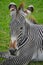 African Zebra in the `Parque de Legendes` zoological park, Lima, Peru