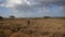 African zebra in picturesque savannah in background of hills and acacia trees