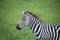 African zebra in Serengeti grasslands of Africa