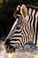 African Zebra side Portrait