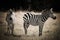 African zebras