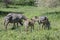 African zebras with baby zebra in Serengeti grasslands during great migration