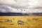 African zebras on a background of beautiful clouds in the savannah. Ngorongoro crater. Tanzania. Africa.