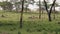 African Zebras Graze On A Green Meadow Among Acacia Trees