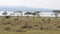 African Zebras Graze On A Green Meadow Near The Acacia Trees And The Lake