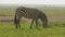 African zebras plucking, eating green grass in the prairie black and white horse