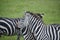 African zebras in Serengeti grasslands during great migration of Tanzania, Africa