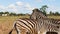 African zebras stand and wag their tails in the bright sun in the hot savannah. African safari